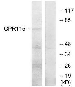 GPR115 Antibody
