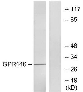 GPR146 Antibody