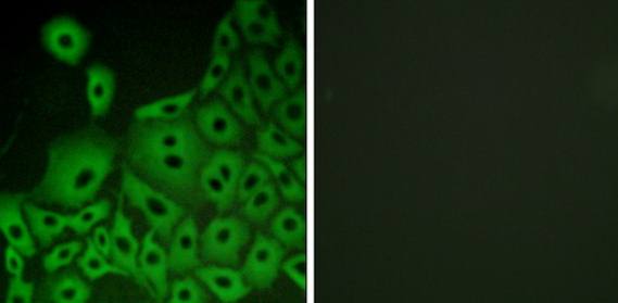 GPR153 Antibody