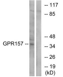 GPR157 antibody