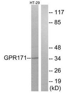 GPR171 Antibody