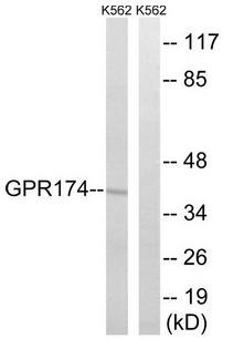 GPR174 antibody