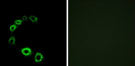GPR175 Antibody