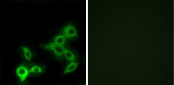 GPBAR Antibody