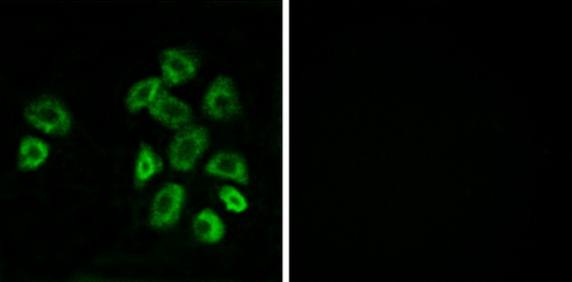 GPRC5B antibody