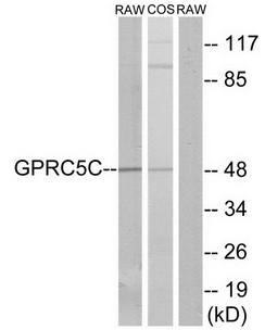GPRC5C Antibody