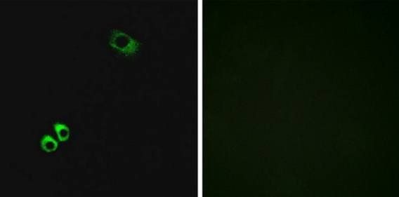 GPRC6A antibody