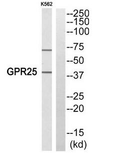 GPR25 Antibody