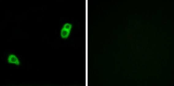 GPR34 Antibody