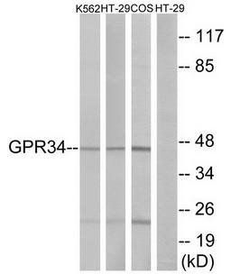 GPR34 antibody