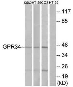 GPR34 Antibody