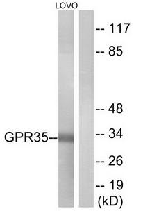 GPR35 antibody
