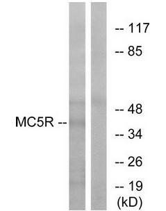 MC5R Antibody