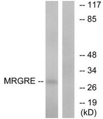 MRGRE Antibody