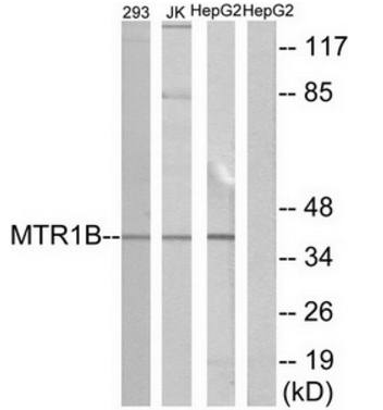 MTR1B Antibody