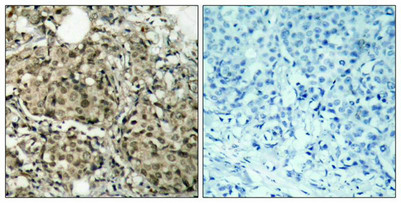 G3BP1 Antibody
