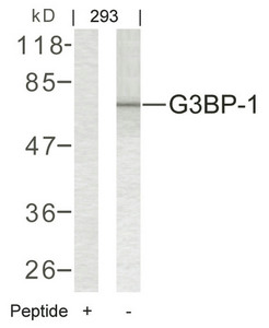 G3BP1 Antibody