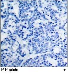G3BP (Phospho-Ser232) Antibody