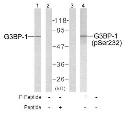 G3BP (Phospho-Ser232) Antibody