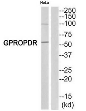 GPROPDR Antibody