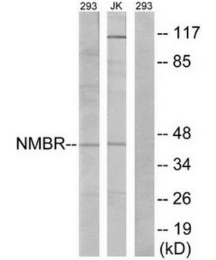 NMBR antibody