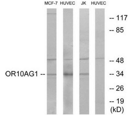 OR10AG1 Antibody