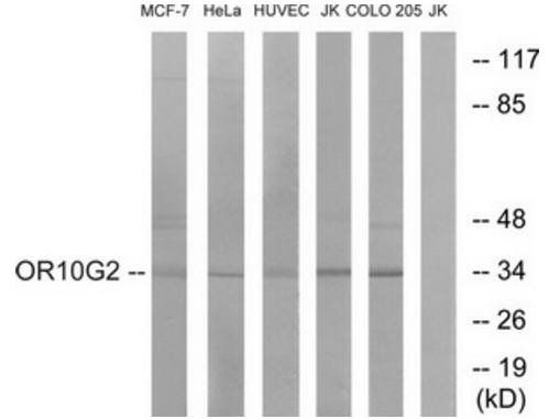 OR10G2 antibody