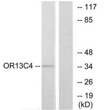 OR13C4 antibody