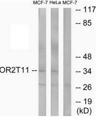OR2T11 Antibody