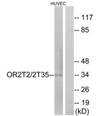OR2T2 antibody