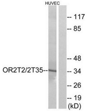 OR2T2/2T35 Antibody