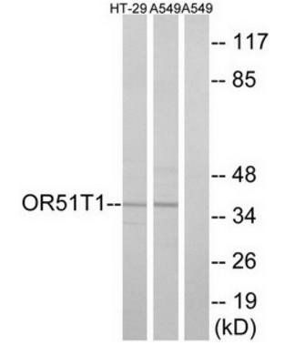 OR51T1 antibody