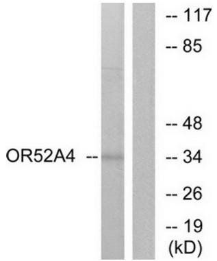OR52A4 Antibody