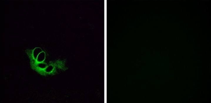 OR56A1 Antibody
