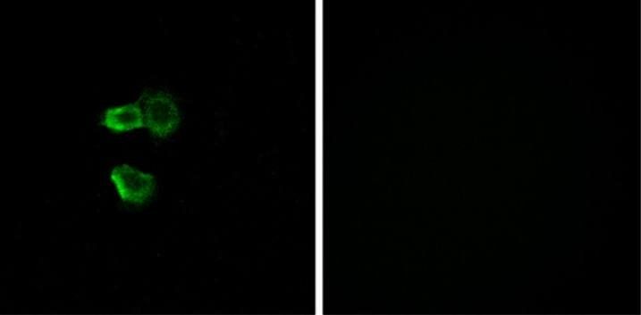 OR56B4 Antibody