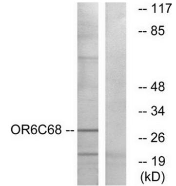 OR6C68 Antibody
