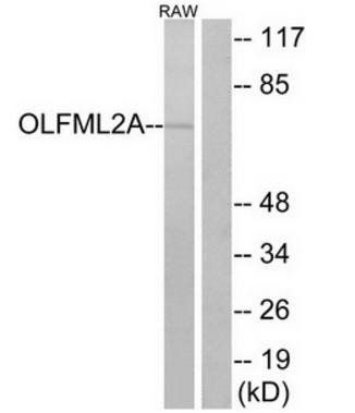 OLFML2A Antibody