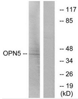 OPN5 antibody