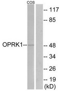 OPRK1 Antibody