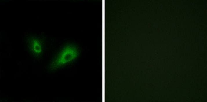 OR10D4 Antibody