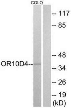 OR10D4 Antibody