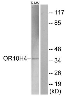 OR10H4 antibody