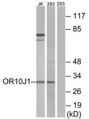 OR10J1 Antibody