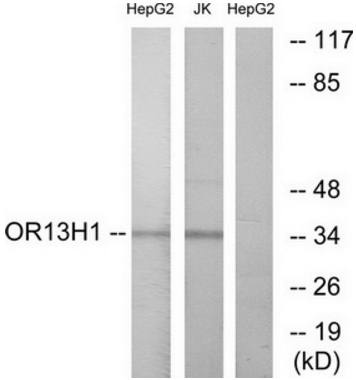 OR13H1 Antibody