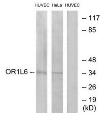 OR1L6 antibody