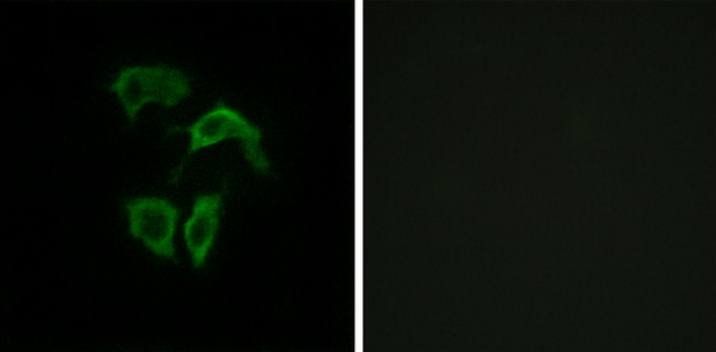 OR2A4/7 Antibody