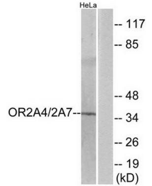 OR2A4/7 antibody