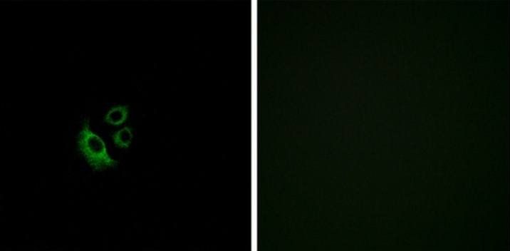 OR2AG1/2 Antibody