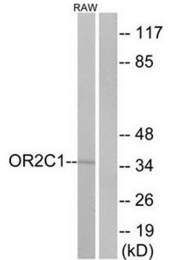 OR2C1 antibody