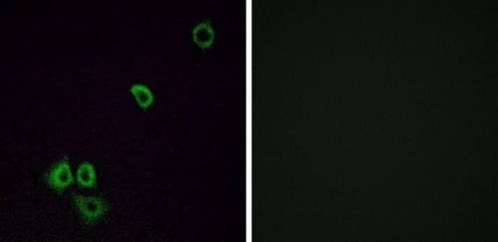 OR2G3 Antibody